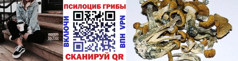 площадка состав  blacksprut tor  Ахтубинск  Псилоцибиновые грибы Psilocybe 